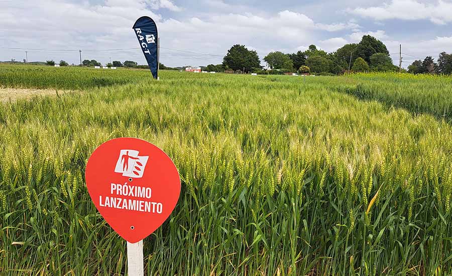 Bayer y RAGT Semillas: nuevo acuerdo para desarrollar trigo híbrido